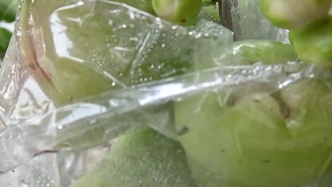 用塑料包裹的水玫瑰苹果水果可保护其免受果蝇和毛毛虫等植物害虫的侵害