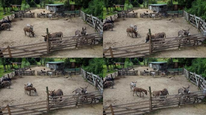 驴农场。晴天，空中无人机在驴农场的科拉尔 (corral) 的许多驴上飞行。村庄里的家养农村动物。夏