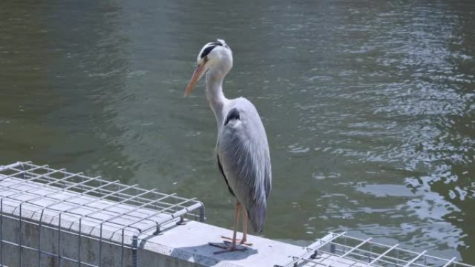 Ardeidae在大阪市的河中自满