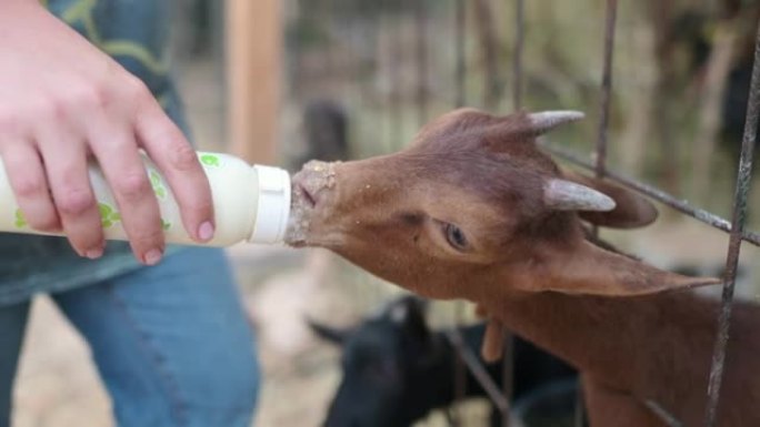 一位农夫用婴儿奶瓶中的牛奶喂养年轻的山羊。农民在自己的牛奶和奶酪农场与动物一起工作。