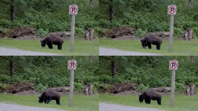 城市公园里的黑熊。春季。温哥华高贵林明尼哈达地区公园