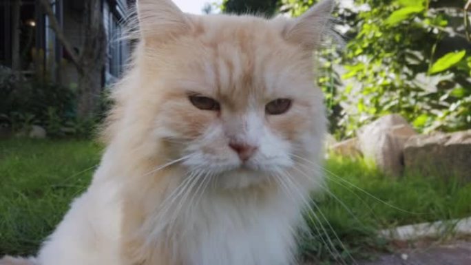 老猫的肖像有白内障眼睛疾病在后院行走。