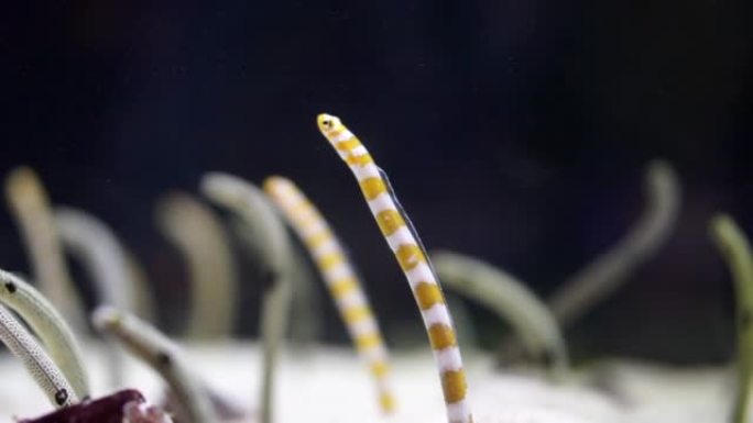 海洋下的斑点花园鳗鱼群小小创造者