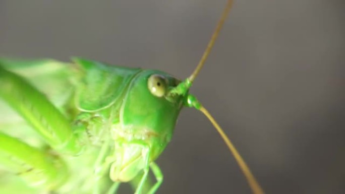 大型绿色蚱蜢螳螂