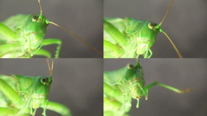 大型绿色蚱蜢螳螂