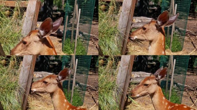 一只美丽的斑鹿在公园里吃绿草