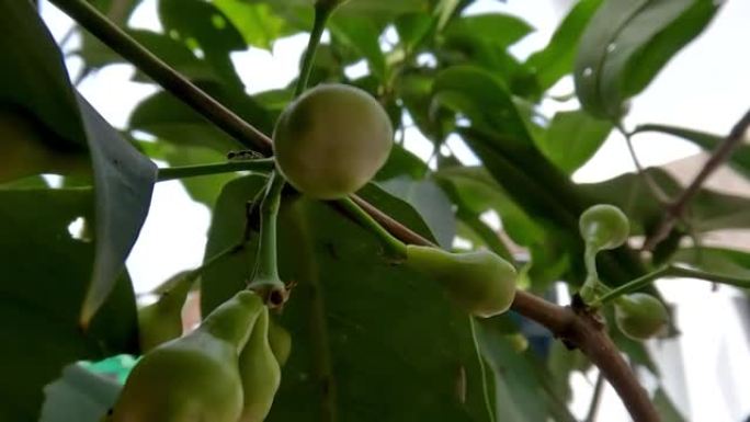 种植在花盆中的水状玫瑰苹果植物的小树枝正在学习开花