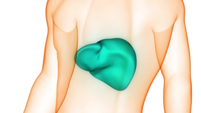 人体内消化器官肝脏解剖动画概念