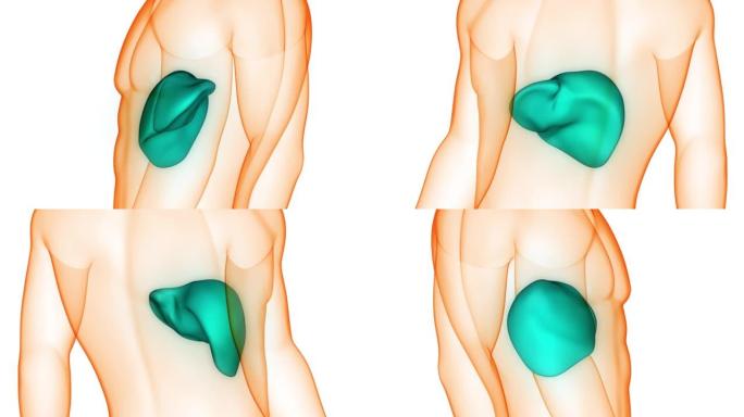 人体内消化器官肝脏解剖动画概念