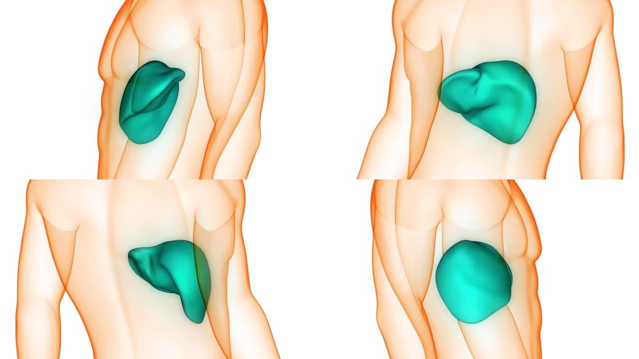 人体内消化器官肝脏解剖动画概念