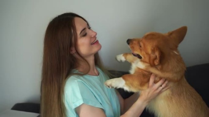 4k video girl play with Corgi dog at home and havi