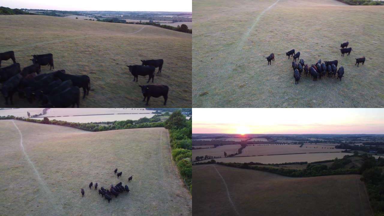 英格兰的黑公牛和奶牛农场