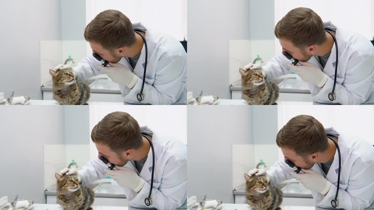 兽医在兽医诊所检查猫。蓬松的猫在医院与医生