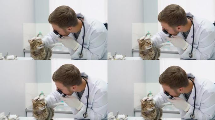兽医在兽医诊所检查猫。蓬松的猫在医院与医生