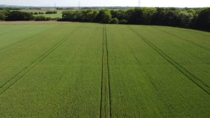 在英国乡村的一种可耕种的绿色小麦作物上，中间的空中飞行向前夹