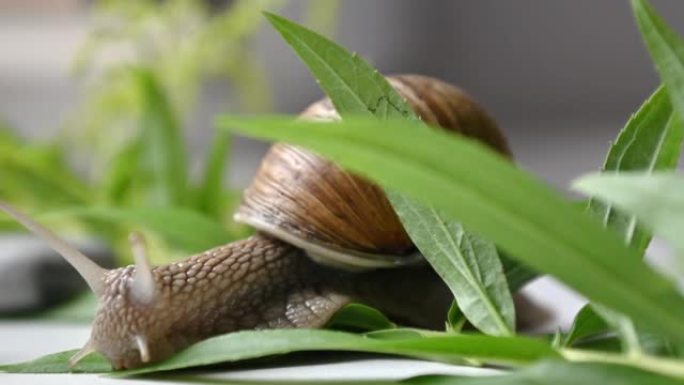 可爱的花园蜗牛在绿色植物叶子中缓慢爬行