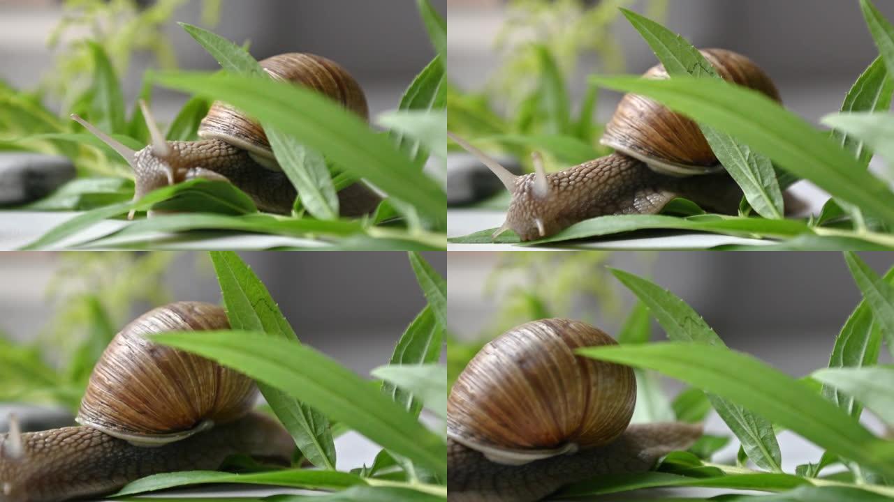 可爱的花园蜗牛在绿色植物叶子中缓慢爬行