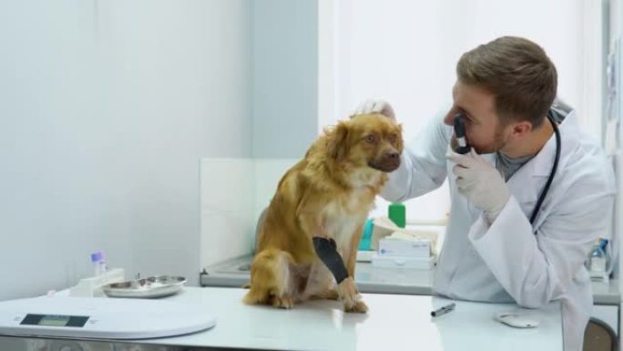 在兽医诊所检查狗的眼睛的成熟兽医肖像