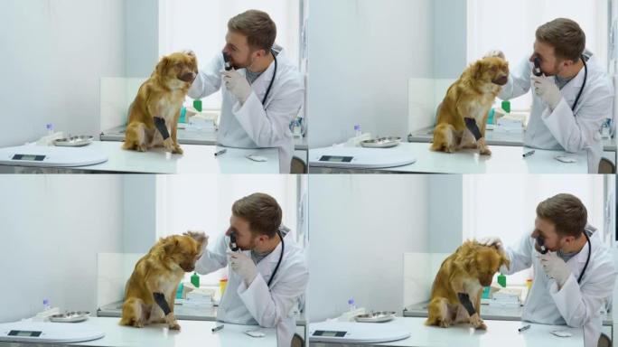 在兽医诊所检查狗的眼睛的成熟兽医肖像