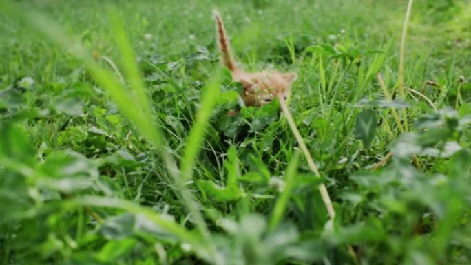 小猫走路猫科动物生活方式虎斑猫绿草