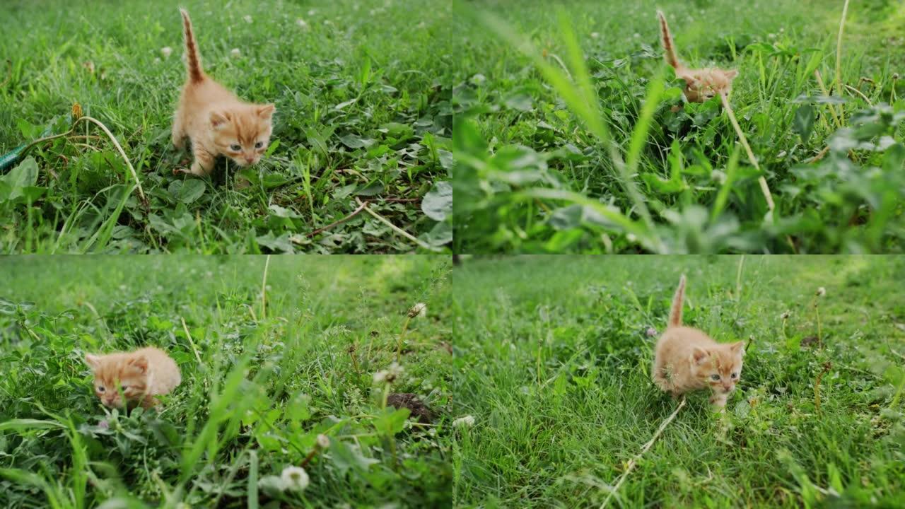 小猫走路猫科动物生活方式虎斑猫绿草