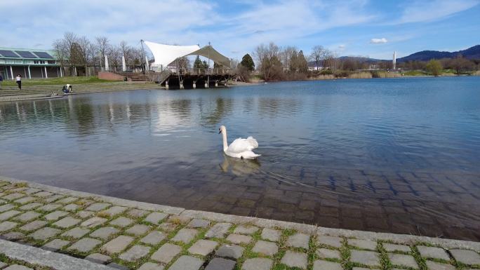 一只白天鹅在蓝色的湖水中游动