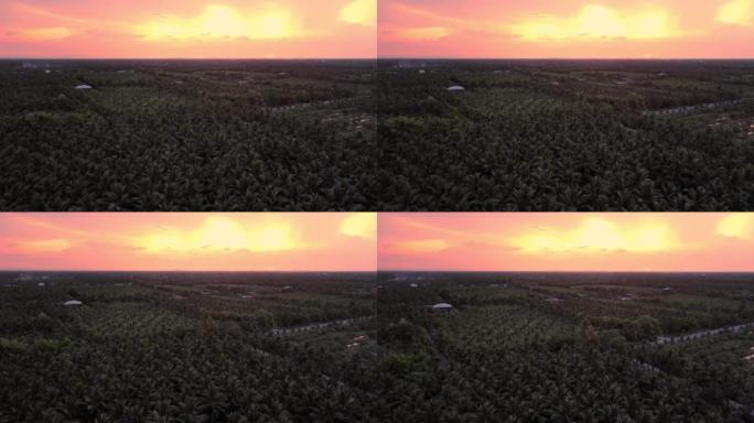 鸟瞰图无人机飞过椰子树，夕阳五彩缤纷。暑假背景。