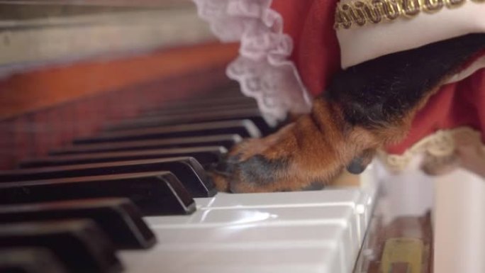 穿着红色老式上衣的狗像真正的大师一样弹钢琴，侧视，特写。宠物富有表现力地用爪子敲击键盘，演奏奏鸣曲或