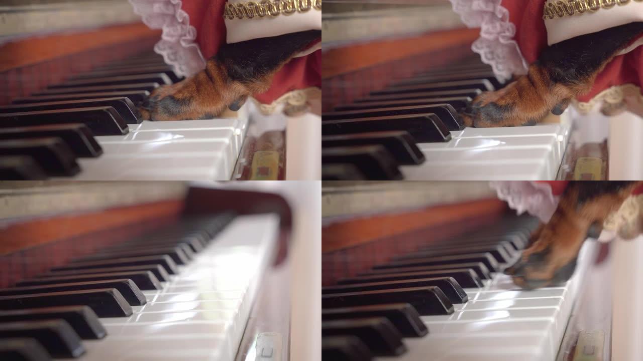 穿着红色老式上衣的狗像真正的大师一样弹钢琴，侧视，特写。宠物富有表现力地用爪子敲击键盘，演奏奏鸣曲或