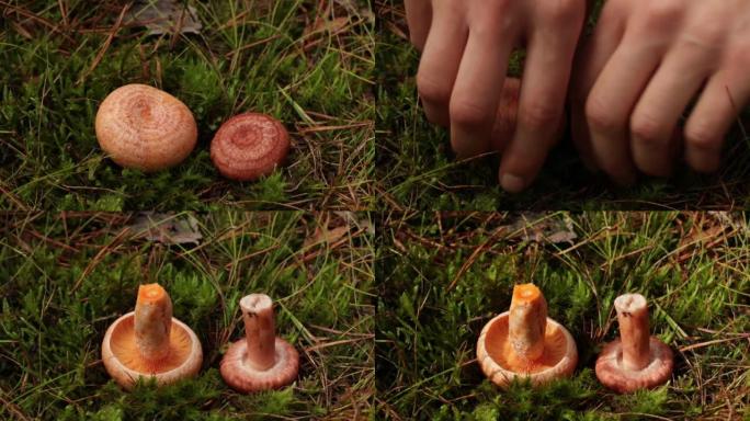 上面和下面蘑菇的视频比较，从上面看很容易混淆。左边是食用蘑菇藏红花牛奶帽，右边是有条件食用羊毛牛奶帽