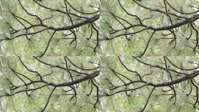 树枝在雨中浸湿的镜头
