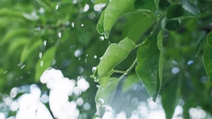 春雨湿叶滴绿树叶滴水绿色自然美