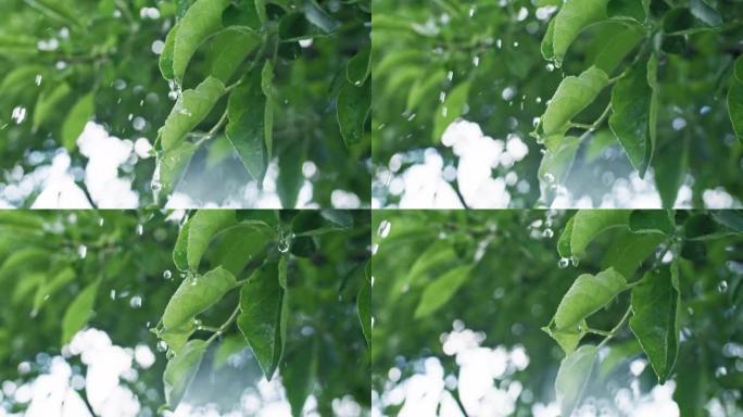 春雨湿叶滴绿树叶滴水绿色自然美