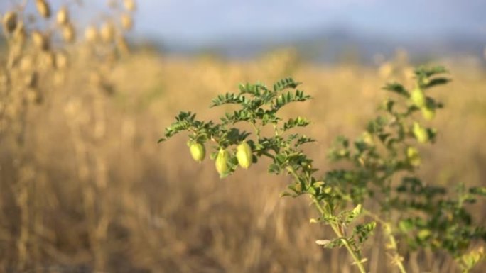 田间的大型成熟干鹰嘴豆