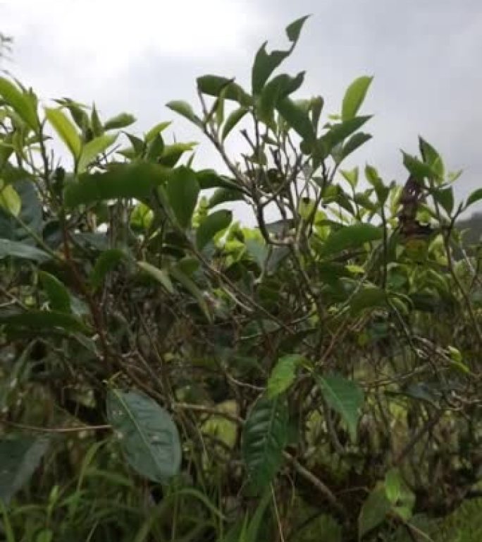 美丽的垂直视频肖像美丽的山脉自然风光丘陵自然全景，白天在多云的蓝天下，高大的绿树森林和绿色的山坡