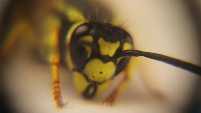 显微镜下的欧洲黄蜂。
德国黄蜂的脸 (vespula germanica) 黄夹克。
在工作室里隔离