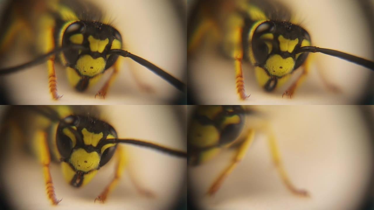显微镜下的欧洲黄蜂。
德国黄蜂的脸 (vespula germanica) 黄夹克。
在工作室里隔离