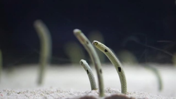海洋下的斑点花园鳗鱼群小小创造者