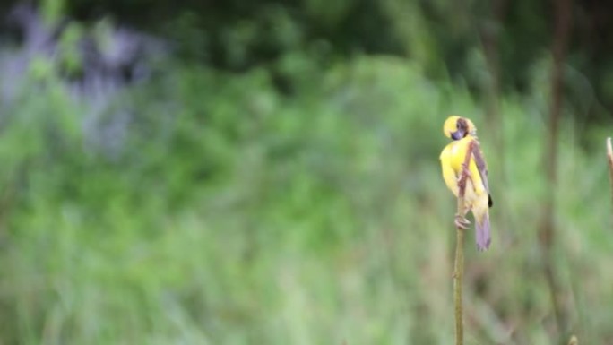 一只雄性黄色的小麻雀栖息在无叶的树枝上，以防危险。