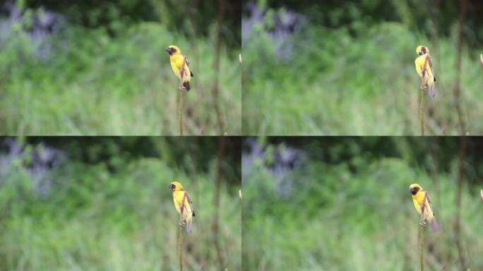 一只雄性黄色的小麻雀栖息在无叶的树枝上，以防危险。