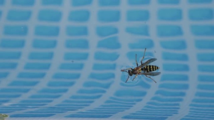 wasp in the pool on the water