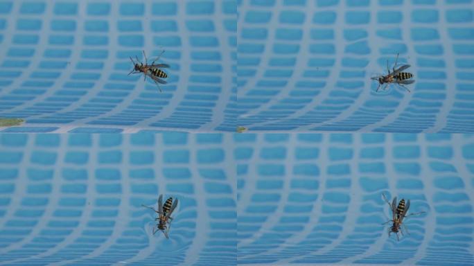 wasp in the pool on the water