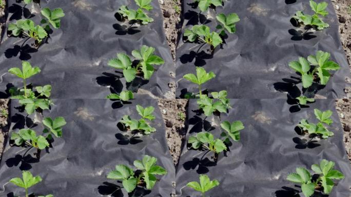 用黑色农用纤维覆盖的草莓整齐的长床。一种绿色的草莓植物，在地面上的深黑色纺粘孔中。应用现代技术种植草