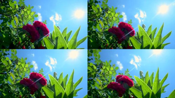 红花盛开的玫瑰在阳光下和天空。