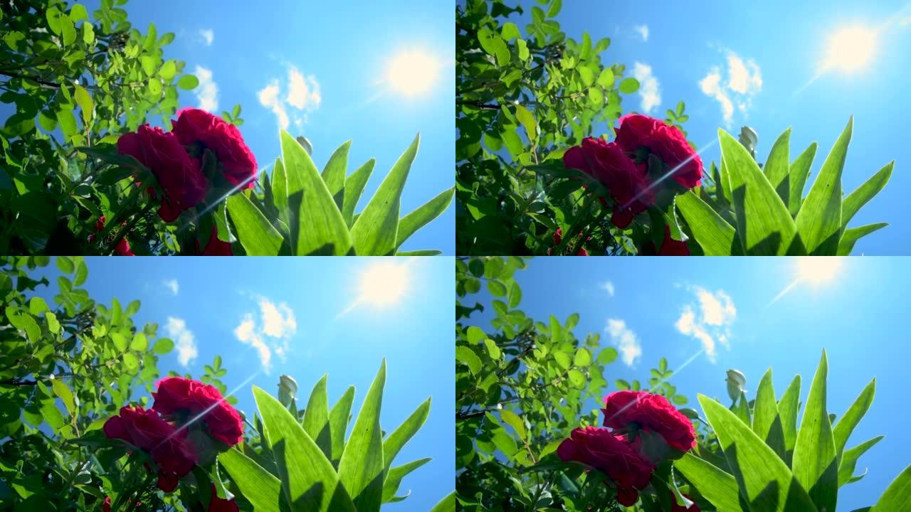 红花盛开的玫瑰在阳光下和天空。