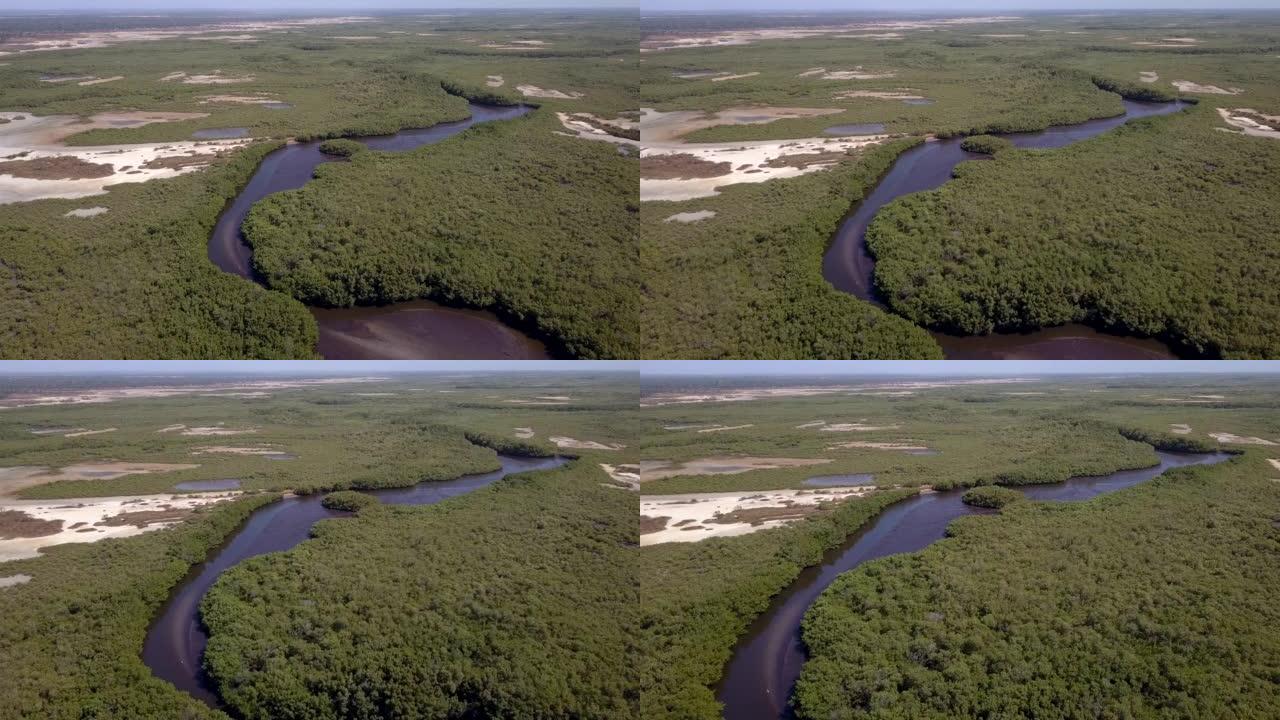 红树林沼泽，河流和沙质地区，向红树林向下