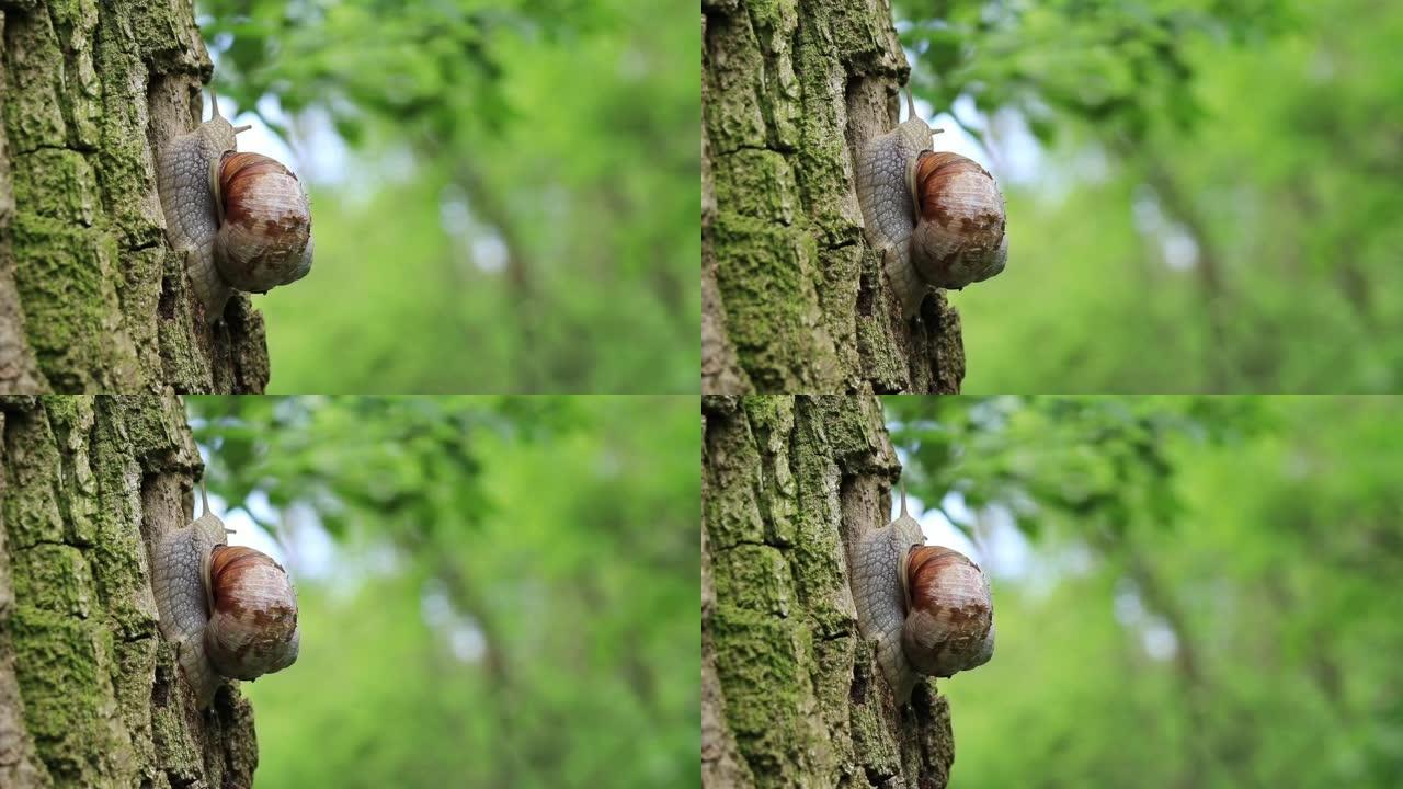 蜗牛在森林中的树皮上，模糊的自然背景，选择性聚焦