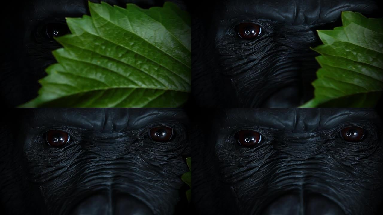 大猩猩眼睛绿叶的镜头