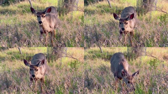 一只鹿在春天吃和看相机