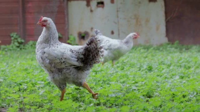 农场里的鸡，家禽概念。户外白散鸡。生物农场里有趣的鸟。散养农场的家禽。种鸡。走进院子。农业工业。